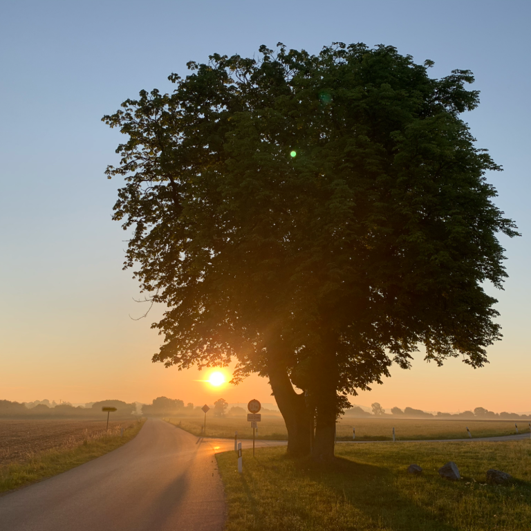 Großer Baum am Rand einer Straße, Sonnenaufgang im Hintergrund.